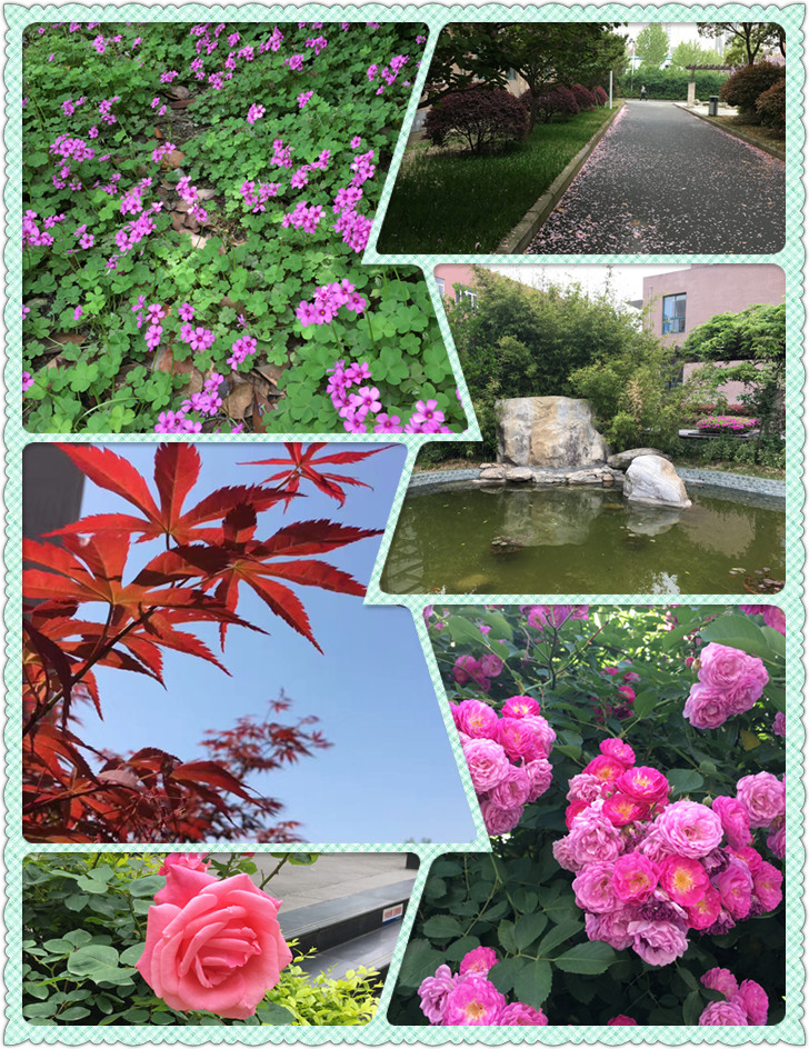 校园的花儿.jpg